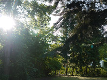 Der Garten